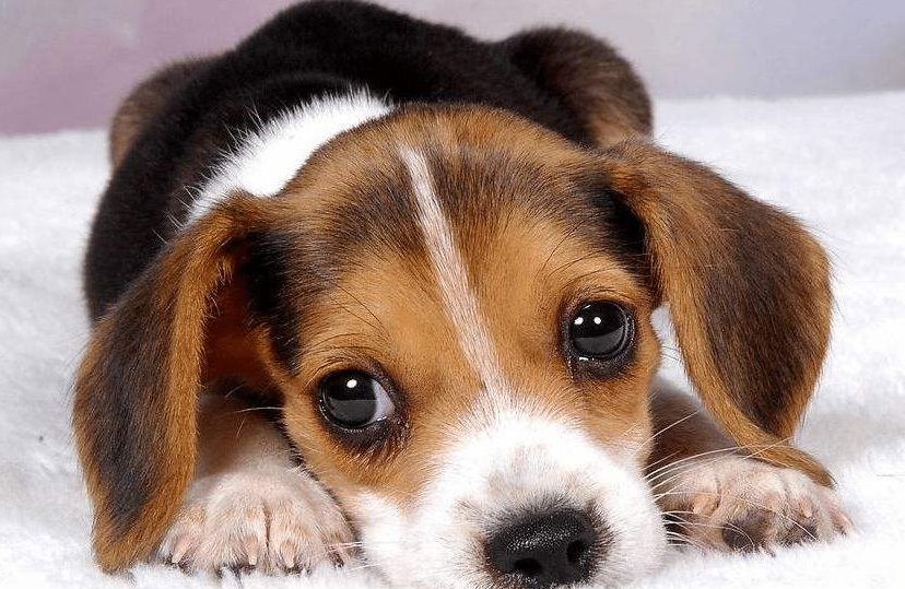 如果狗狗会说话,它会对你说什么呢?它可能会说这几句话,看完泪目