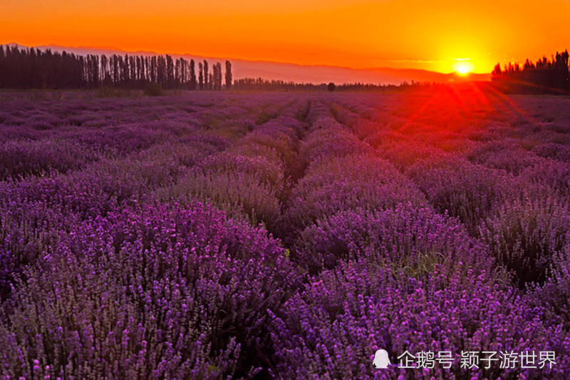 在冬天期待夏天,去"中国的普罗旺斯"伊犁看薰衣草花开