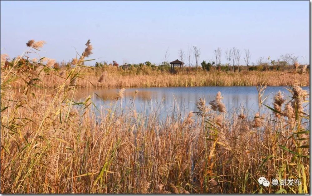 图话巢湖:湿地冬日美,诗意花塘河