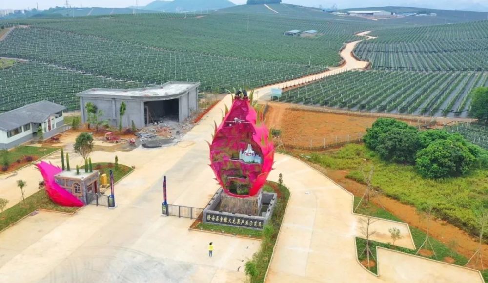 一个火龙果拍出3.5万天价!广西隆安金穗"火龙果王"背后的故事