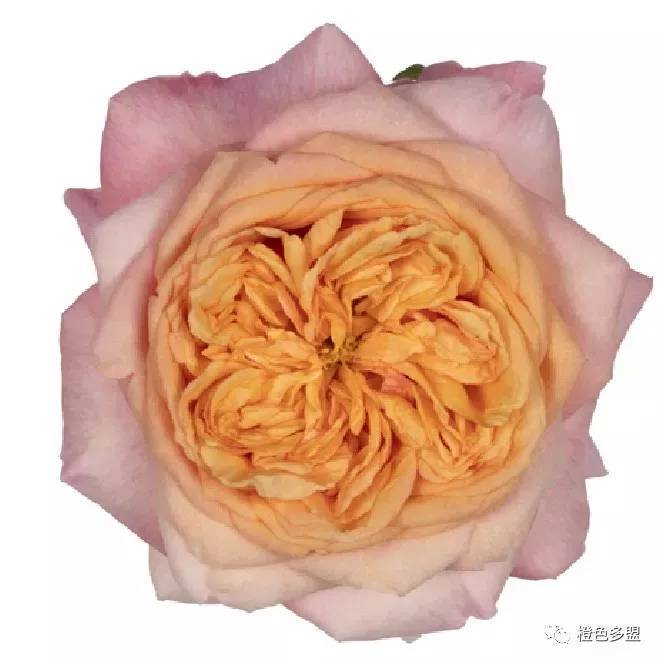维多利亚秘密