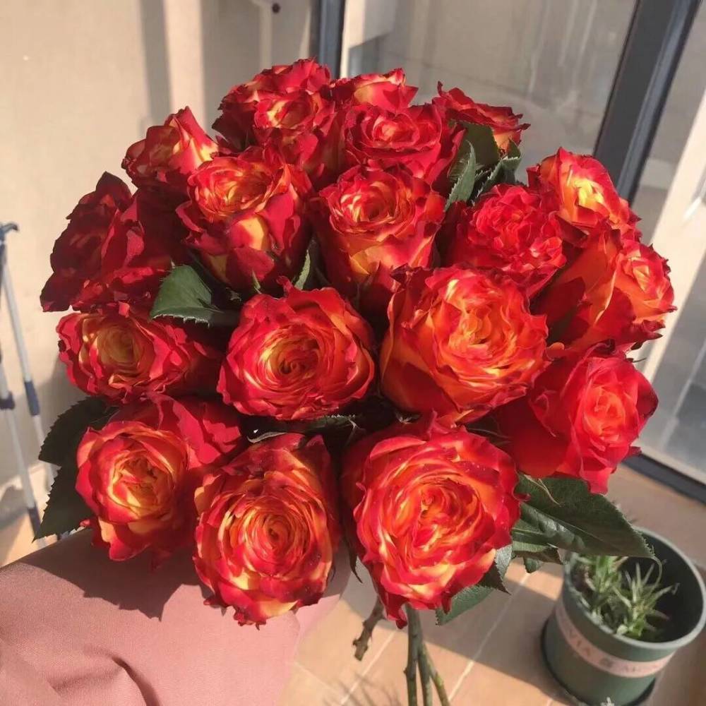 鲜切花玫瑰品种最全篇,更多新品惊艳出世,玫瑰的浪漫与经典