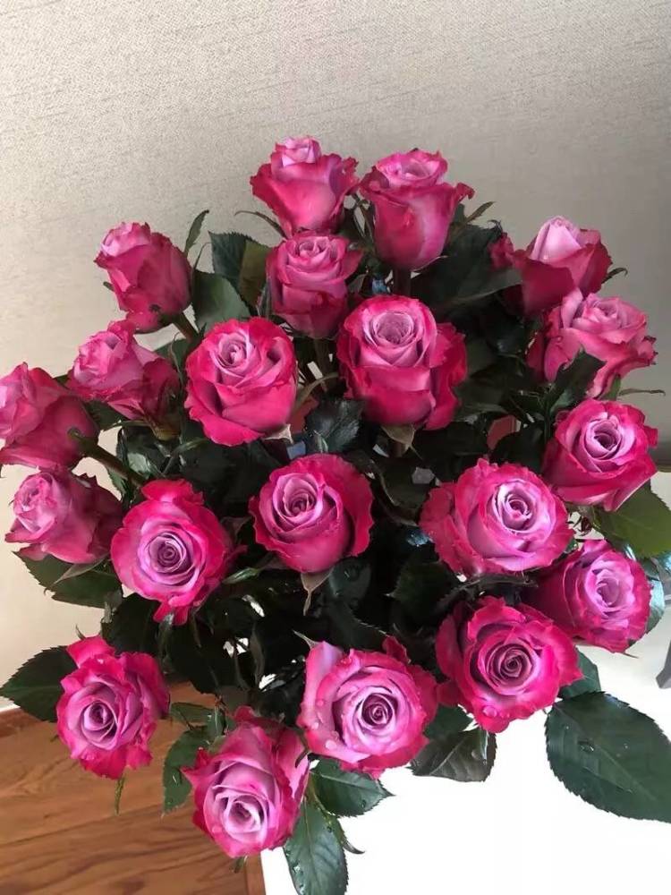 鲜切花玫瑰品种最全篇,更多新品惊艳出世,玫瑰的浪漫与经典