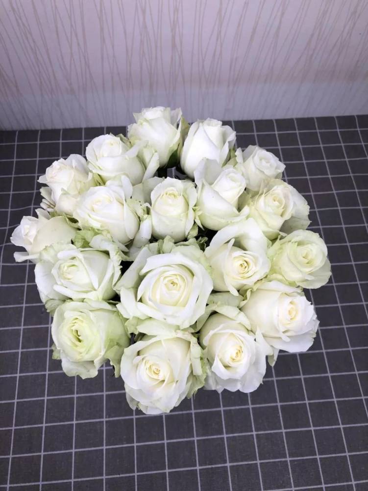 六,绿色玫瑰系列 帕尔马  目前市面上的白色玫瑰品种不多,小白兔和
