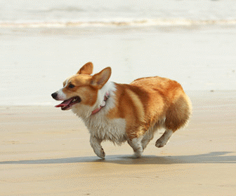 狗狗不开心了?这几招可以帮它缓解!