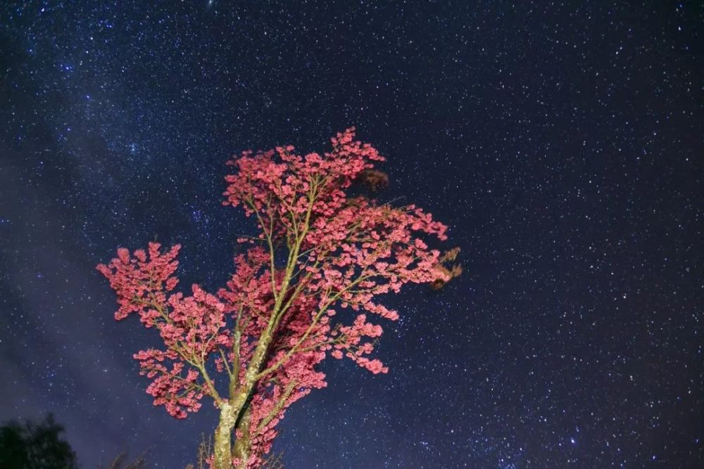 夜晚,也可来到茶园间漫步,星空下也随处可见娇艳的樱花.