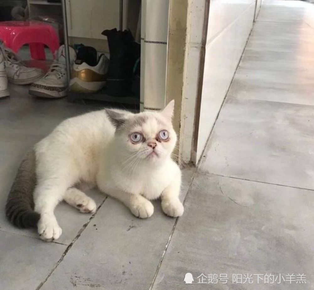 猫咪,中华田园犬,加菲猫,孙红雷,狸花猫