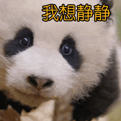 大熊猫滚滚表情包