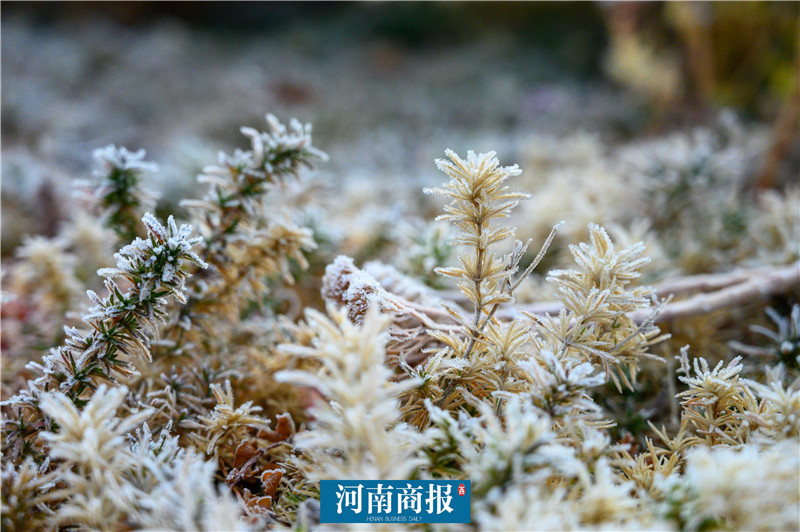 郑州冬日美景:霜花挂上枝头,点缀红叶,铺满草地,吸引市民竞拍照