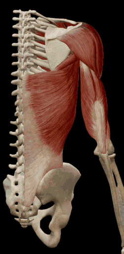 解剖学基础 背阔肌