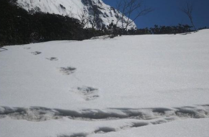 雪人(yeti),可能是喜马拉雅山区最神秘的存在了.