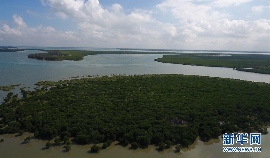 海南东寨港国家级自然保护区内的红树林(12月18日无人机拍摄).