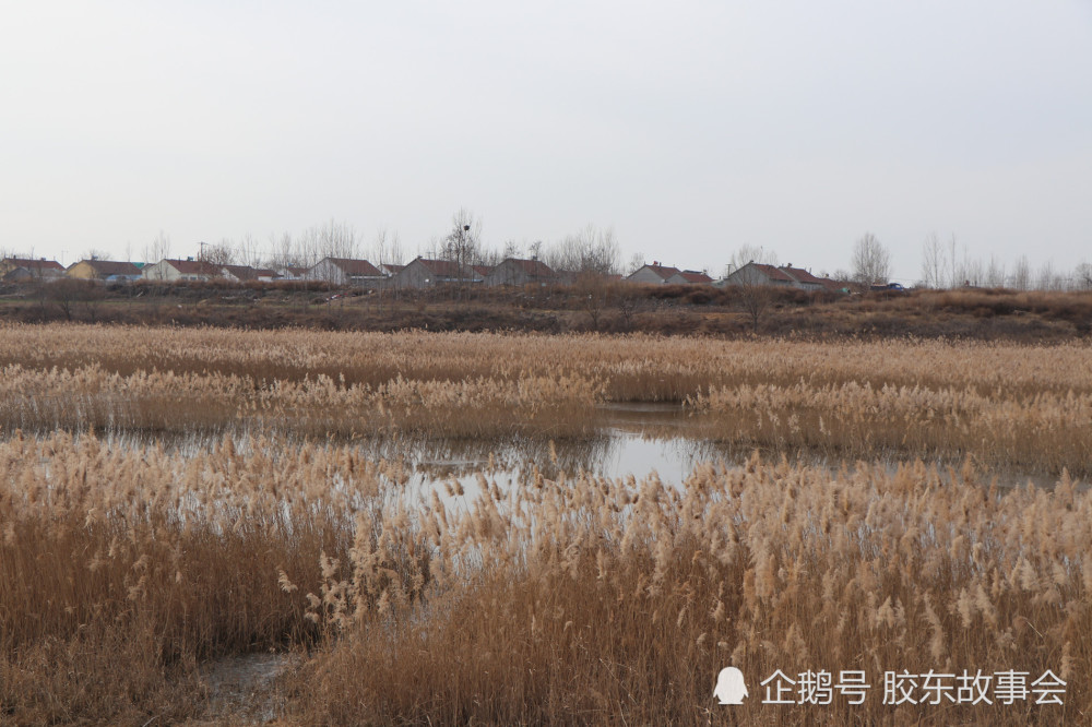 组图:胶莱河畔有个河套村,在青岛平度明村镇境内