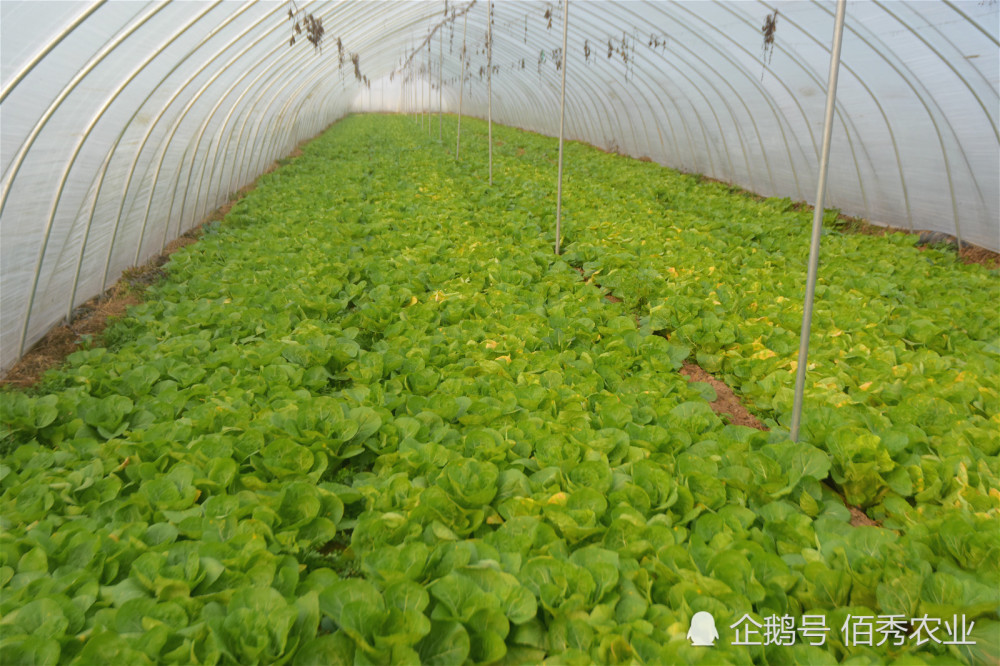 农民种植冷门蔬菜,形似小白菜,30天即可采摘,人称"高速菜"