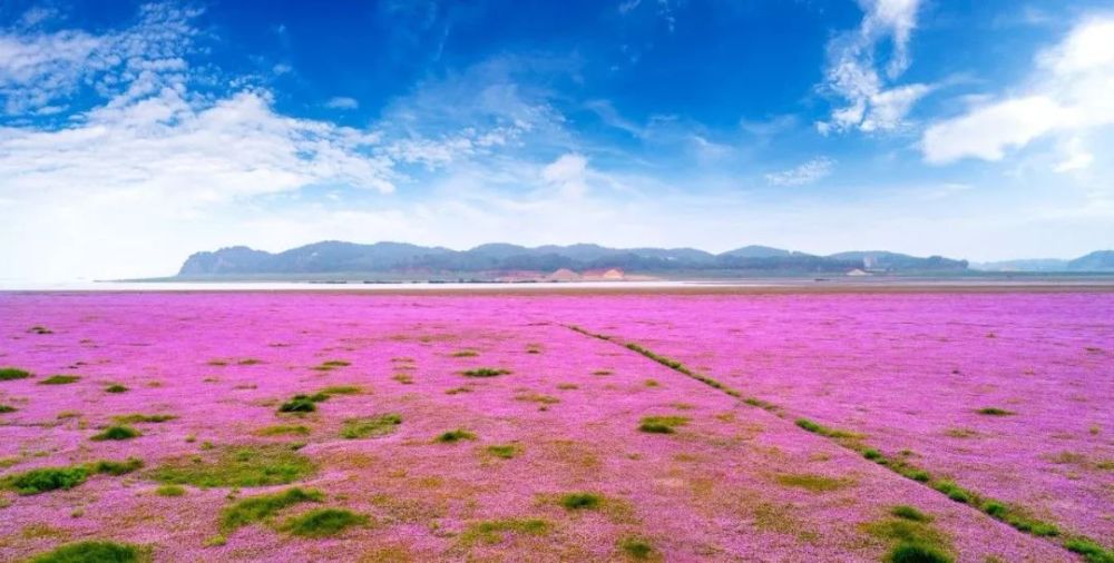 秋天,我们去鄱阳湖看花海