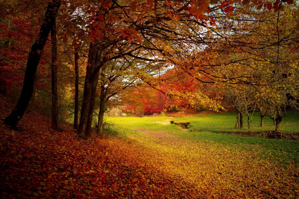 我喜欢秋天,因为秋天的风,秋天叶,它老是让我着迷