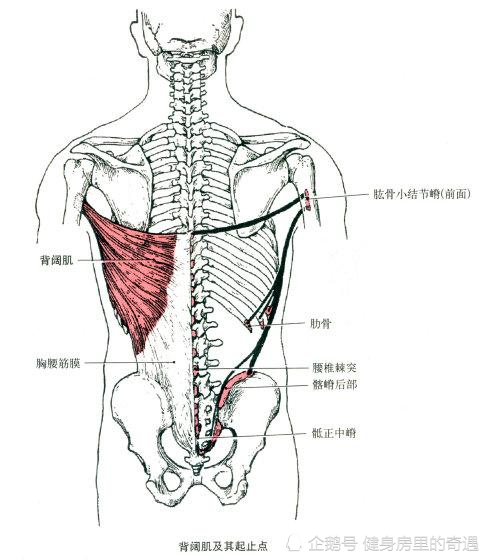 仰卧上拉究竟是练胸还是练背?3张简笔画带你看清真相