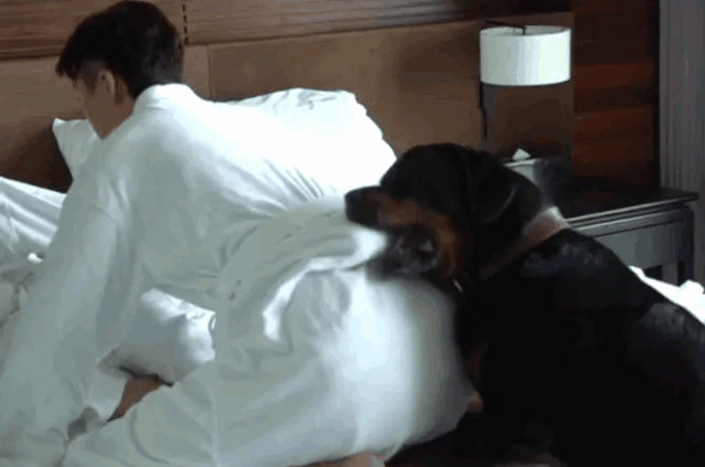 电影《宠爱》官博放大招了,在微博发布了陈伟霆和钟楚曦电影片段的动