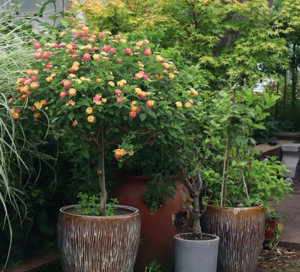 四季花,花开,阳台,植物,龙船花,虎刺梅