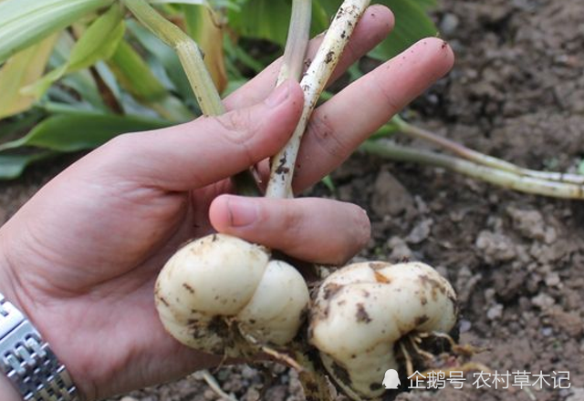 鳞茎非常珍贵,是一种药材,具有清热润肺,补血等功效,且野生的相当珍贵