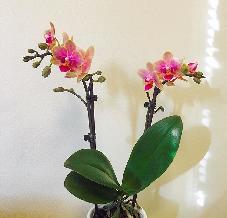 养蝴蝶兰,做到3个