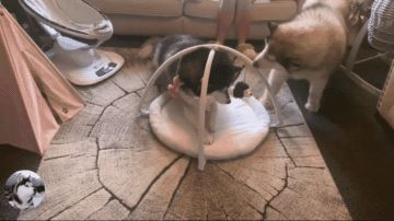 主人给宝宝买了风铃床,狗狗以为是给它的,谁还不是宝宝啊