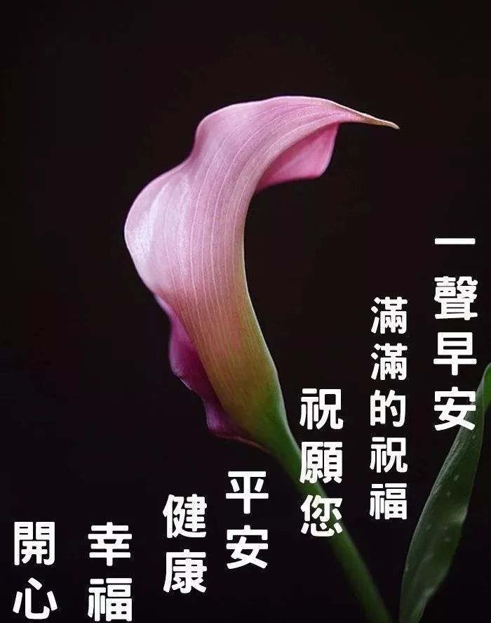 三瓣好事临门,四瓣工作顺利,五瓣家庭和睦,六瓣天天好运气