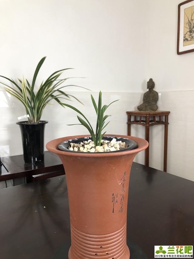 兰花,兰草,盆栽,绿植,花卉