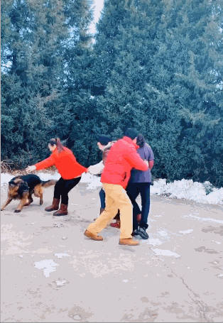 德牧在院子玩起老鹰捉小鸡,网友戏称:这是老狗捉老鸡!