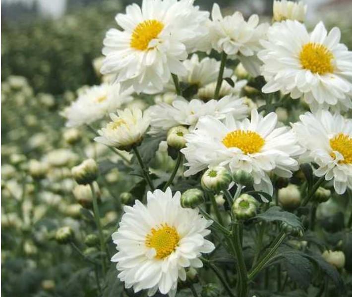 冬季养些好看菊花,在院子里多种点,犹如置身花海!