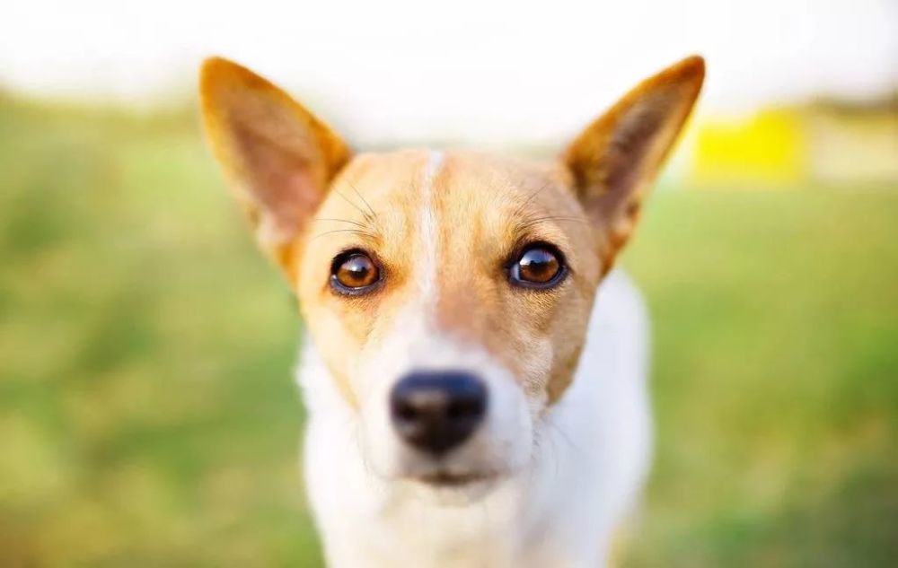 1,注意 不要经常用 强光刺激狗狗的眼睛,强光会损伤狗狗的视网膜细胞