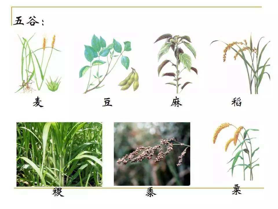 农业,地球,植物,五谷