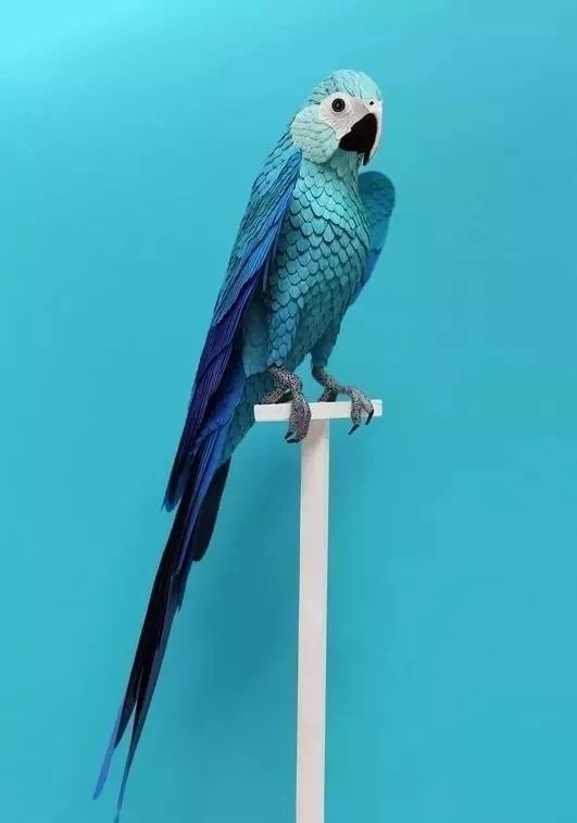 小蓝金刚鹦鹉的尺寸制作的 鸟儿身上的渐变蓝色羽毛层层叠叠 每片羽毛