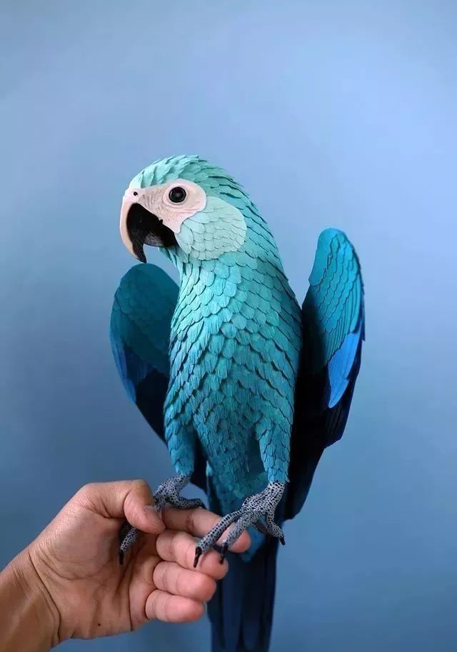 小蓝金刚鹦鹉的尺寸制作的 鸟儿身上的渐变蓝色羽毛层层叠叠 每片