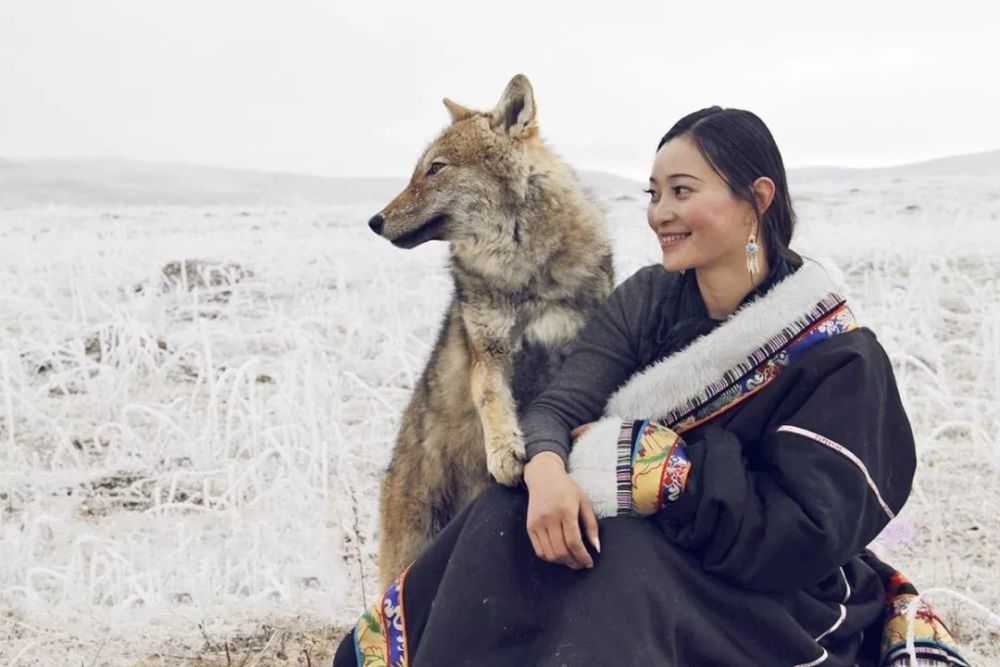美女画家养大了狼王的孩子,放生时说:你要离人类远一点!