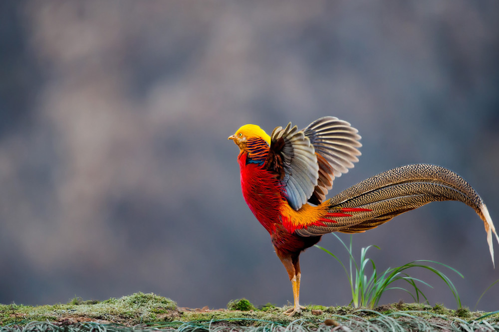 神农架罕见的几种珍稀动物,第一种外形独特,而它羽毛华丽!