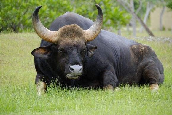 云南边境发现白肢野牛,重1.5吨,无愧是牛界的牛魔王
