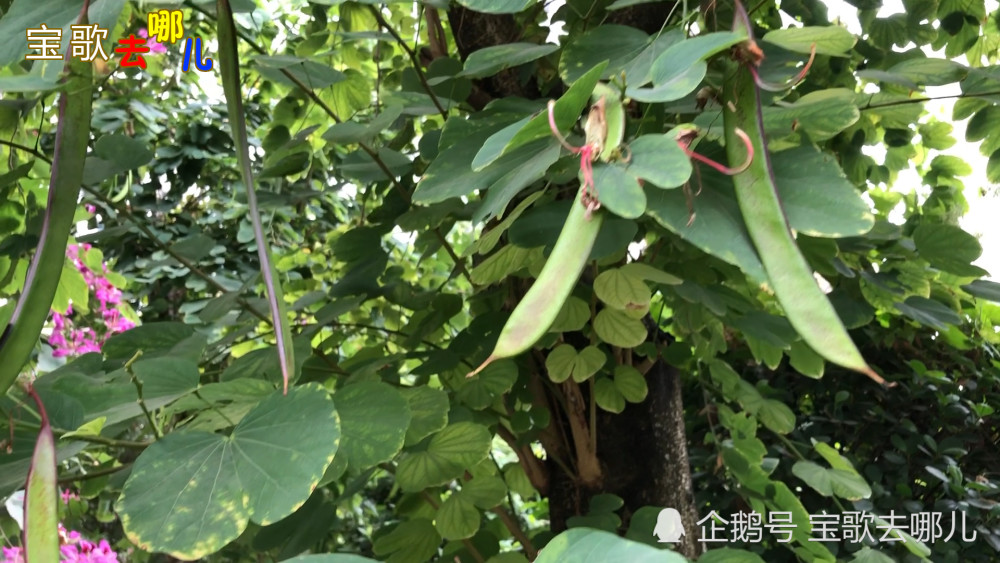 紫荆花 紫荆花,荚果扁平,狭长椭圆形形似豌豆夹!
