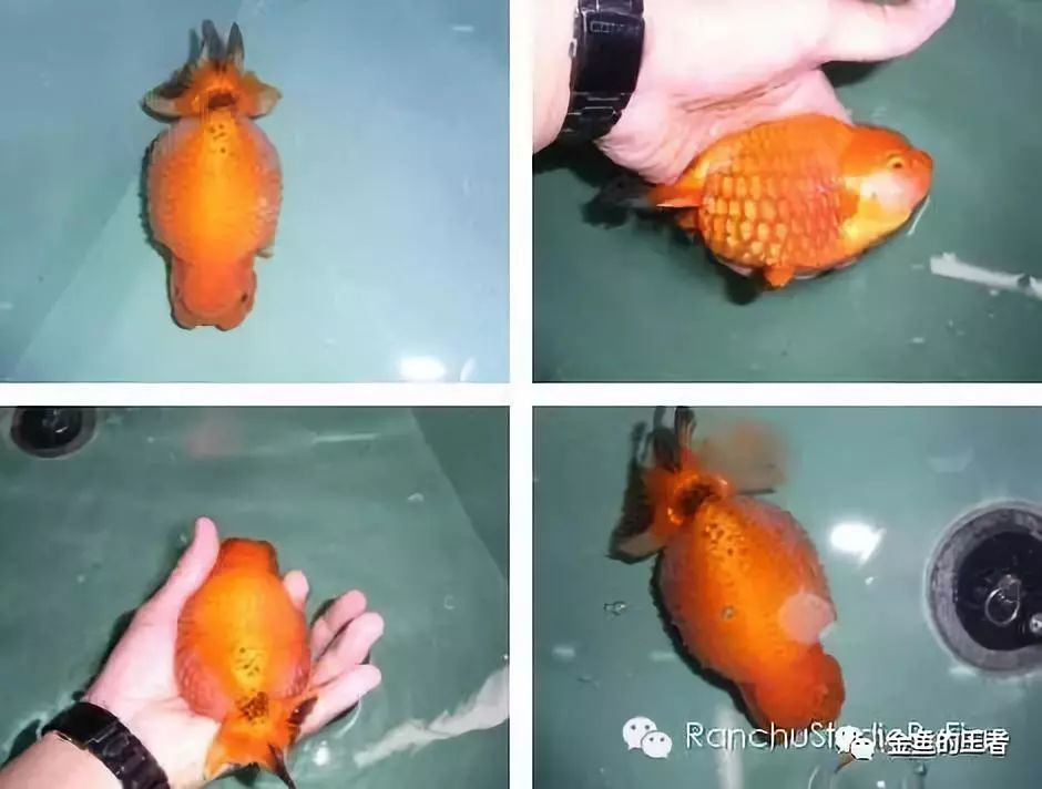 金鱼立鳞病又叫鳞立病,松鳞病,炸鳞病,缮球病.