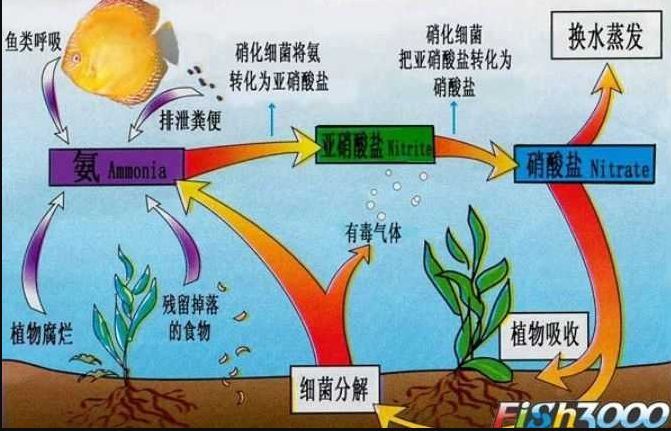 硝化细菌的详细讲解!枯燥,但是至今最全!