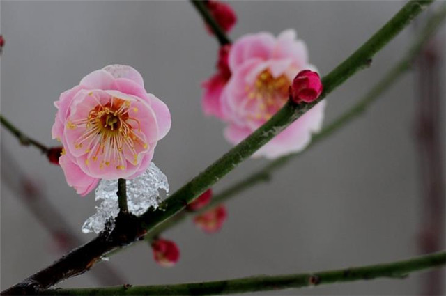 腊月梅花:春前十二月,雪后两三枝