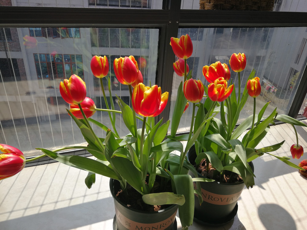 最好养的球根花卉 丢土里就能活 观赏价值高 冬天也能种 看点快报