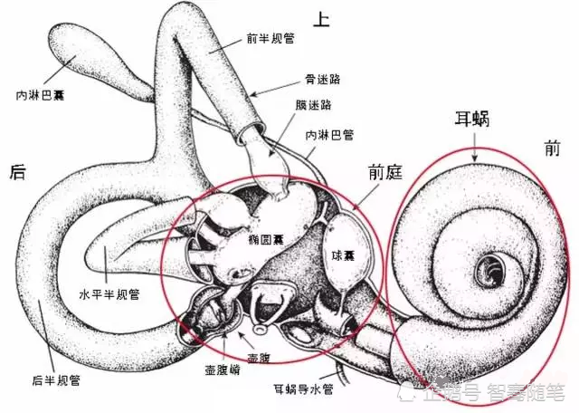 内耳由骨质组成极为复杂的结构"迷路"分为骨性迷路,膜