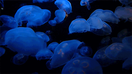 壁纸 海底 海底世界 海洋馆 水族馆 460_259 gif 动态图 动图