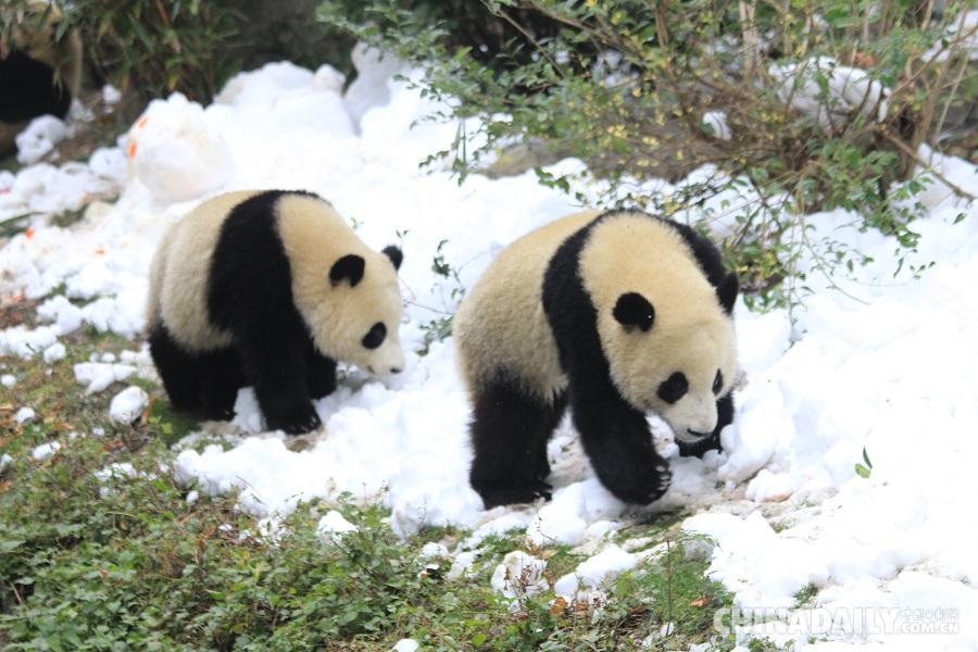 成都:大熊猫雪地撒欢