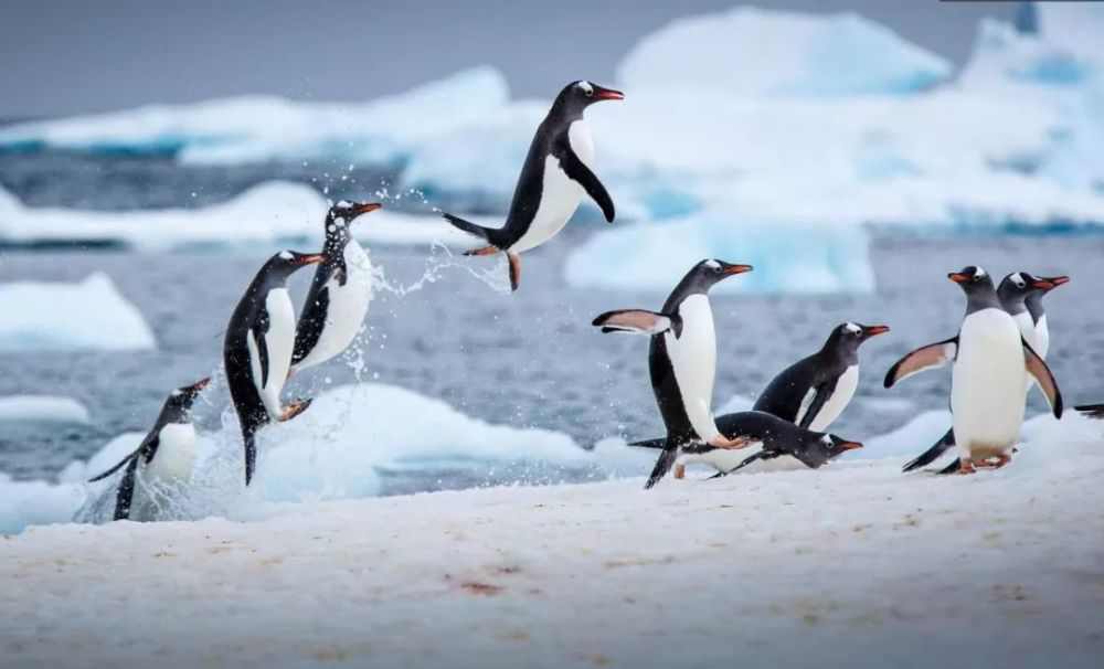 南极企鹅成都首次降生!命名者可享海洋馆年卡5折优惠