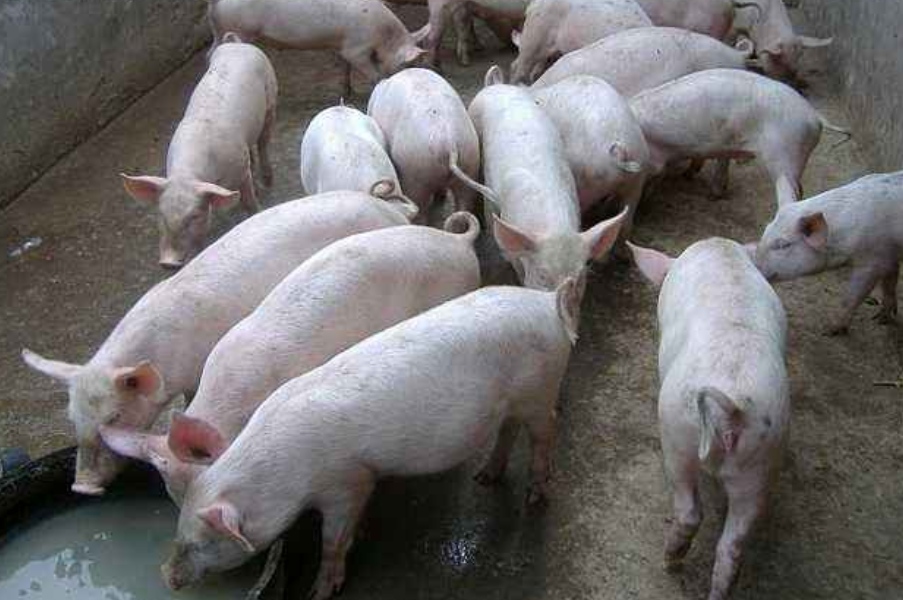 建养猪场需要什么手续?