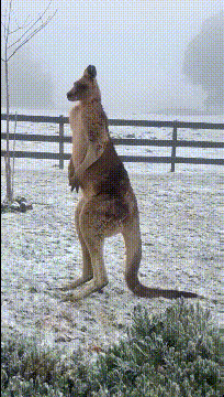 搞笑gif图:风雨再大也阻挡不了资深吃货的脚步,这才是