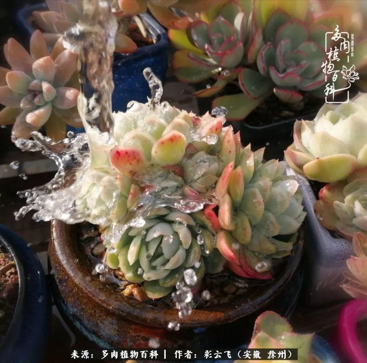 多肉,浇水,露西娜