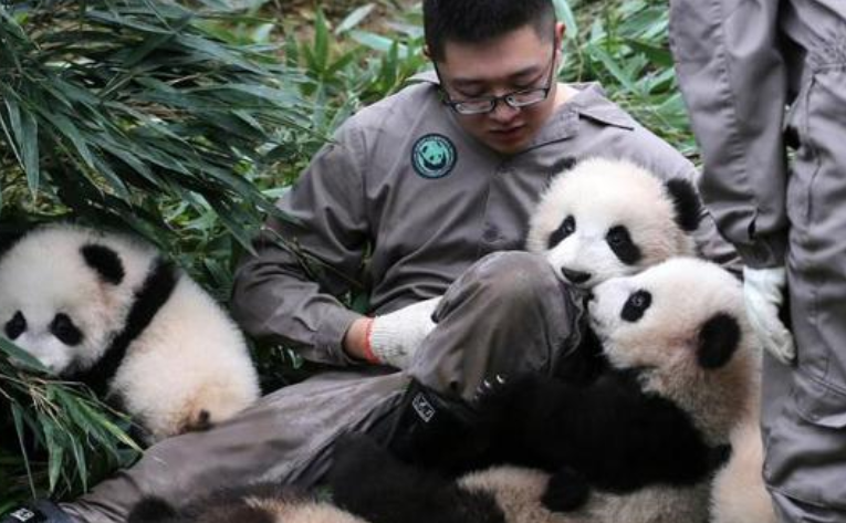 为何熊猫咬人后会"绝食"?难道是愧疚?饲养员的回答让人"哭笑不得"